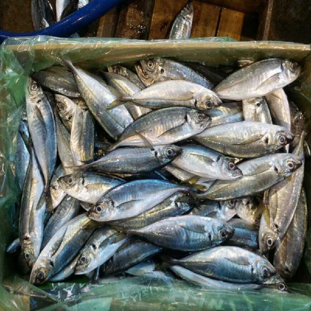 FROZEN HORSE MACKEREL