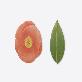 detail image3 Sticky Leaf - Camellia