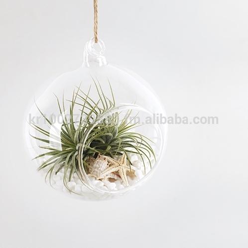 Air Plants Tillandsia DIY Terrarium Kit " White Sand Beach " by Joinflower