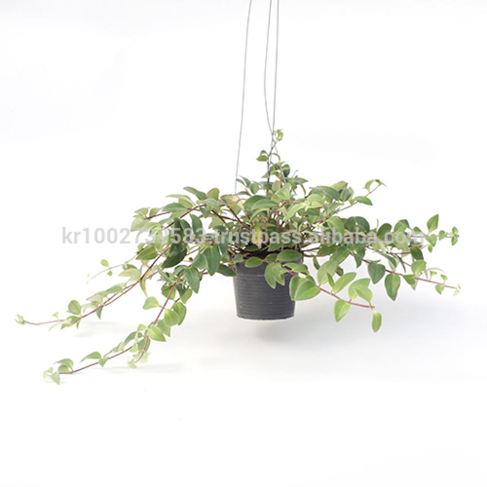 Beautiful flowering indoor plant lipstick " Red " Joinflower Joinfolia