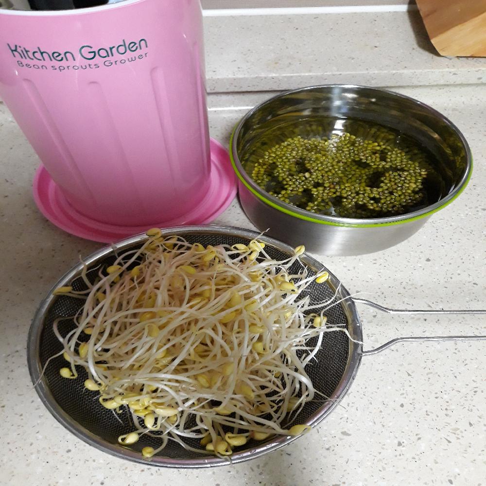 [Jack N Sprouts] Kitchen Garden Bean Sprouts Grower